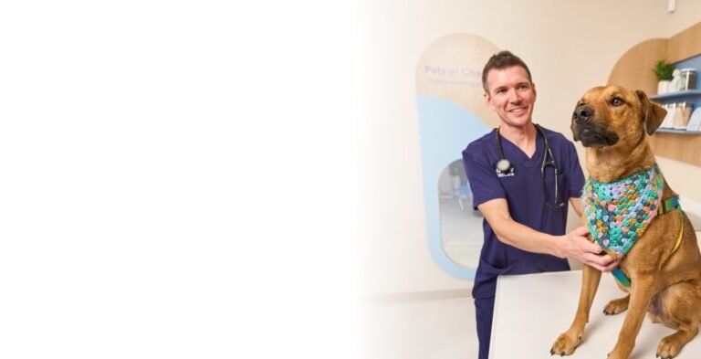 Chewy Vet Care Chandler