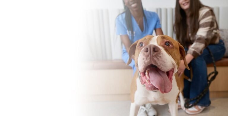 Chewy Vet Care Perimeter