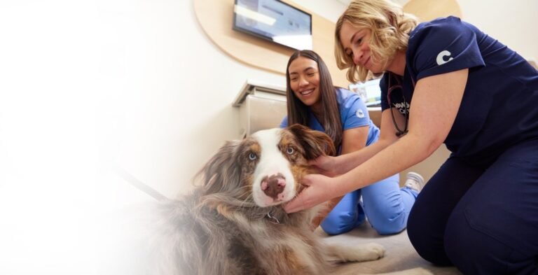 Chewy Vet Care The Triangle