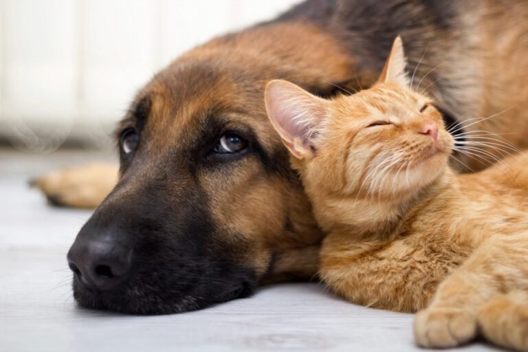 Chopper’s Holistic Pet Food