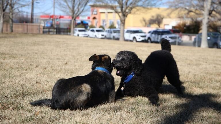 City of Albuquerque West Animal Welfare Department