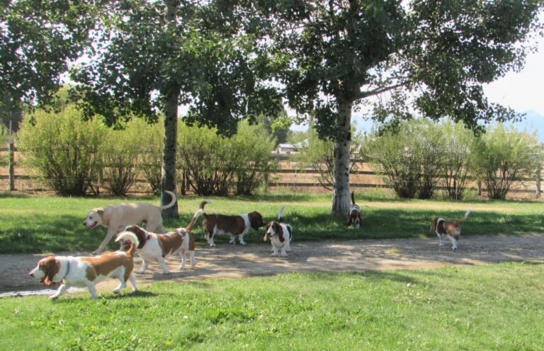 Clark’s Canine Camp