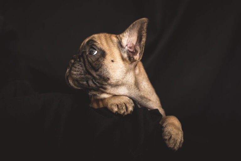 Clays Mill Veterinary Clinic