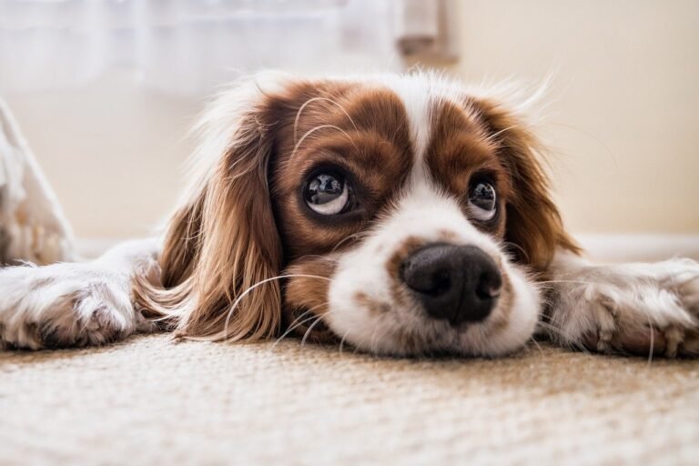 Clean Paws Pet Salon and Resort