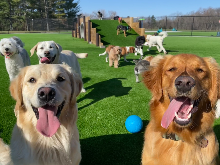 CLEAR CREEK DOG RESORT