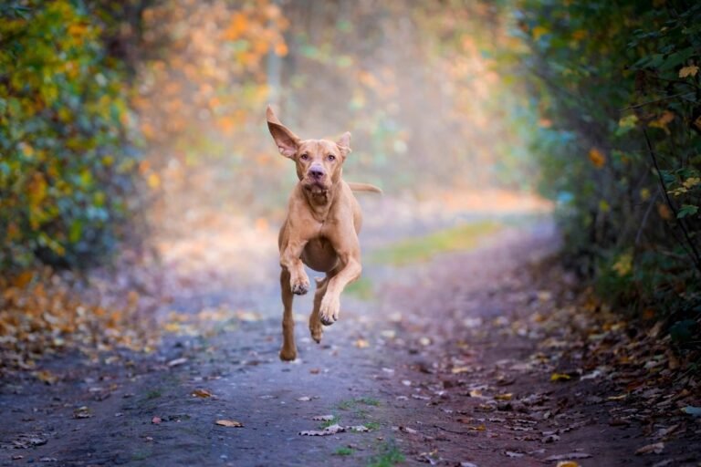 Cleveland Veterinary Rehabilitation