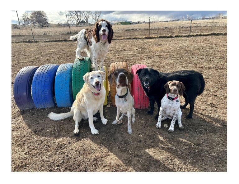 Clever Paws Dog Training