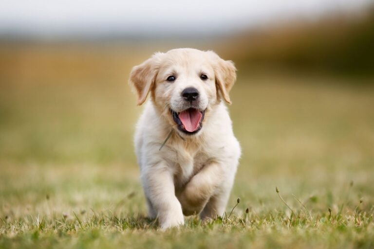 Cleverdog Grooming & Day Care