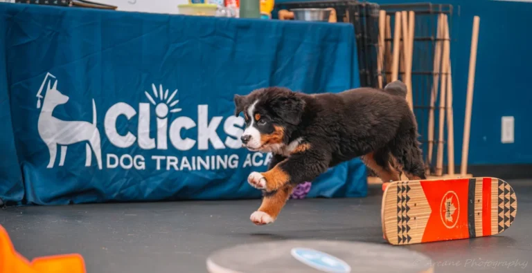 Clickstart Dog Training Academy