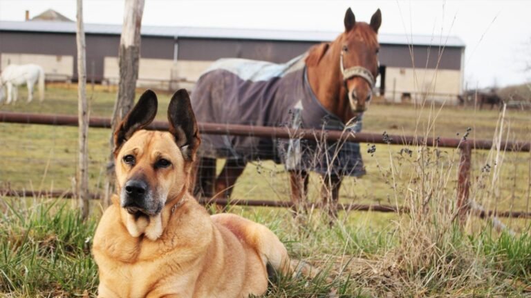 Cobb Veterinary Clinic