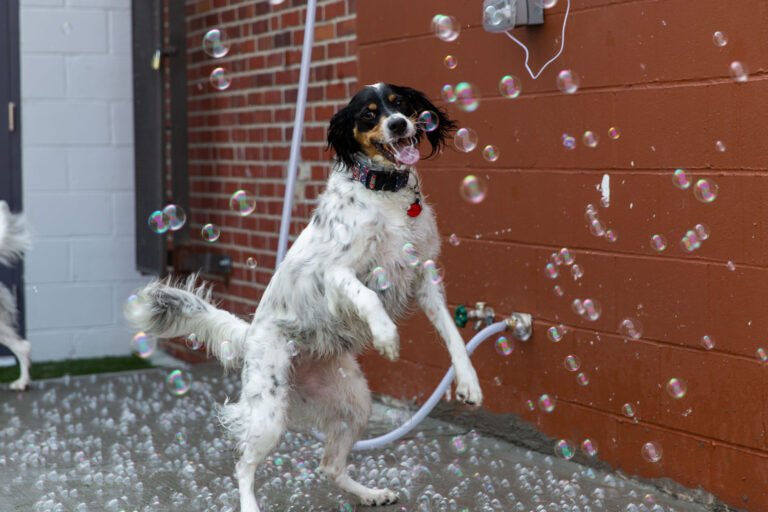 Collars Dog Resort