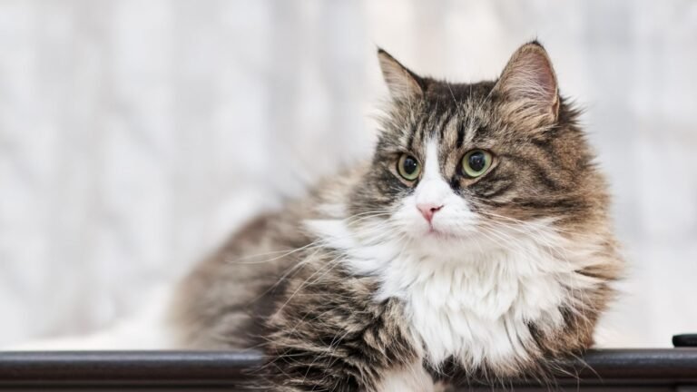 College Station Cat Clinic