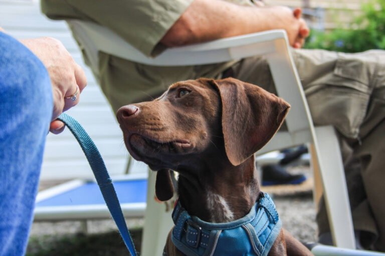 Common Language Dog Training