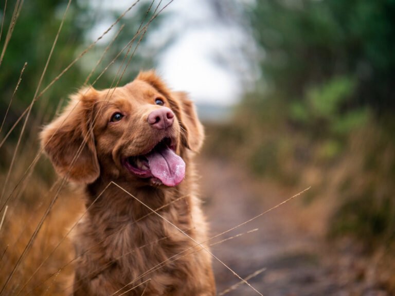 Community Pet Healthcare