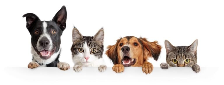 Compassion 4 Paws Veterinary Healing Center