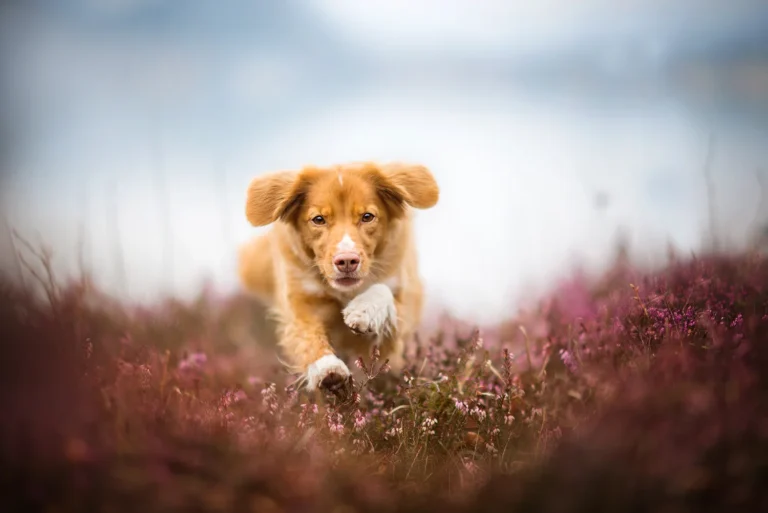 Compassionate Care Veterinary Services