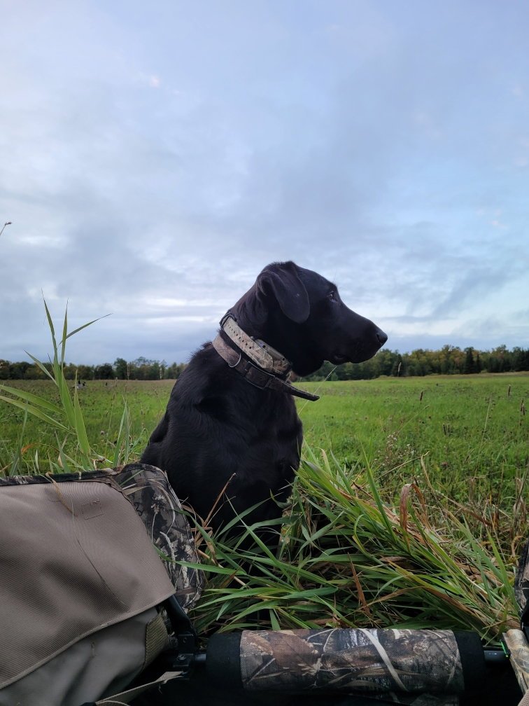 Copper Creek Outfitters and Kennels