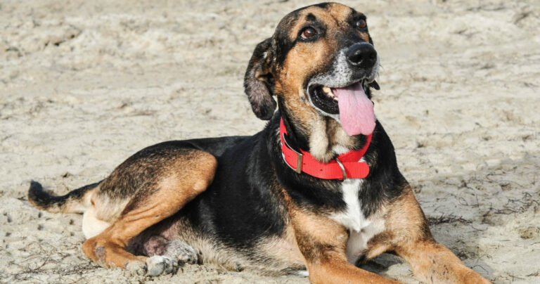 Copper’s Integrative Veterinary Care, LLC