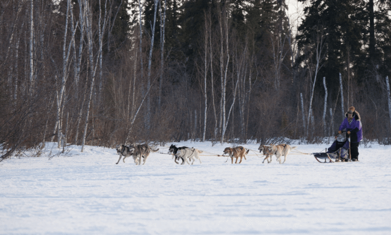 Cotter’s Sled Dog Rides And Tour Office