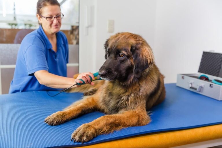 Coyne Veterinary Center Westfield
