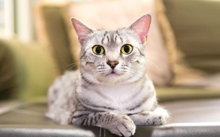 Cream City Kitty Clinic