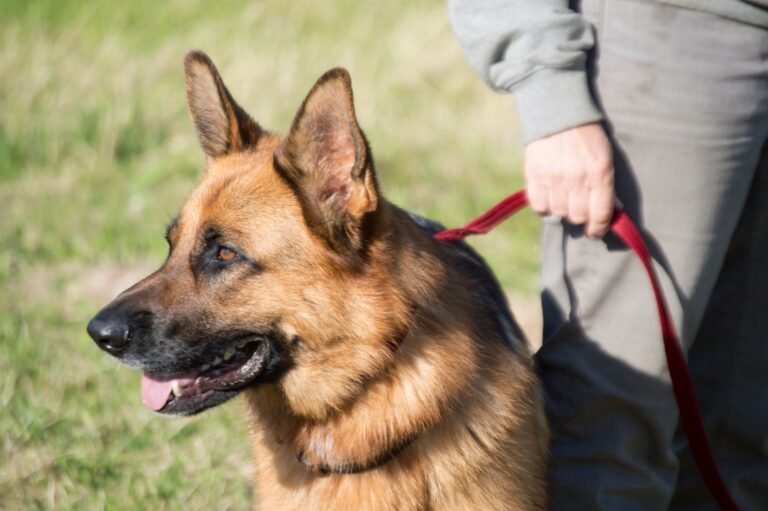 CUSTOM CANINE TRAINING