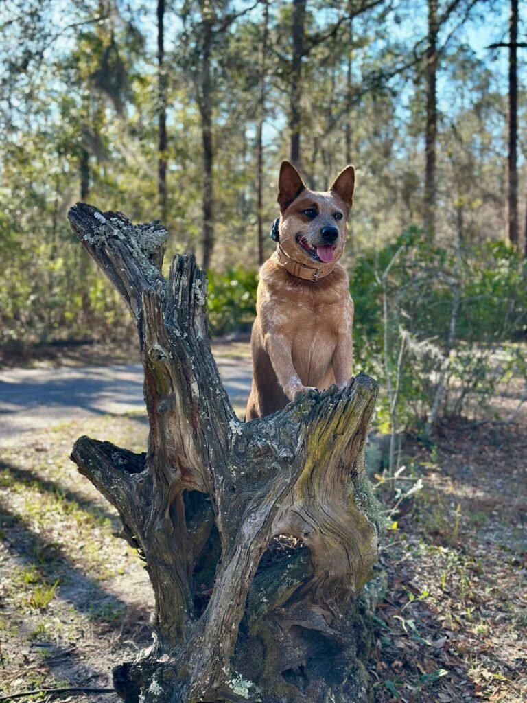 D.O.G. of Jax