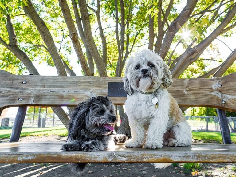 Dakota Bark Park