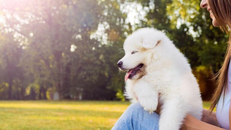 Delmarva Animal Emergency Center
