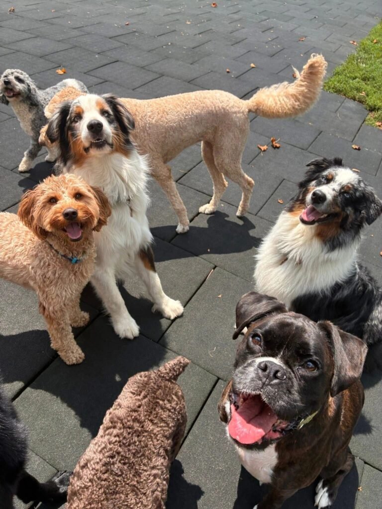 Denise’s Animal House
