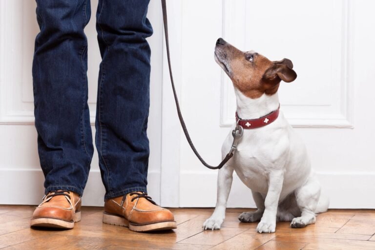 DFW Luxury Leashes
