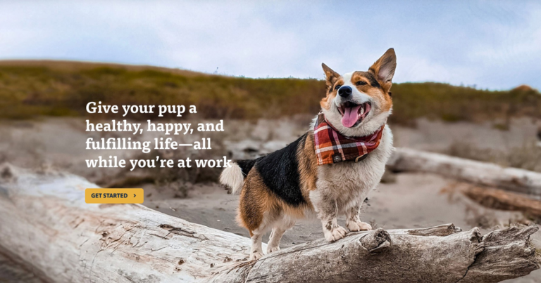 Dog Adventures Northwest