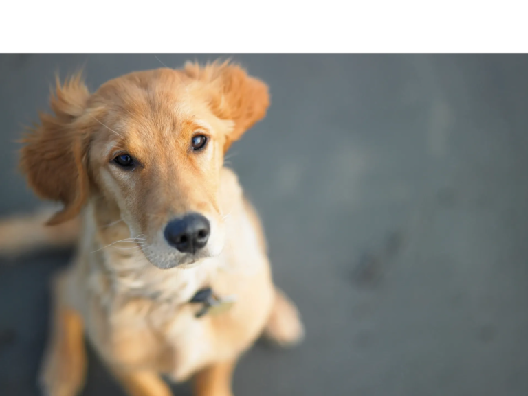 Dog Gone Smart Dog Training LLC