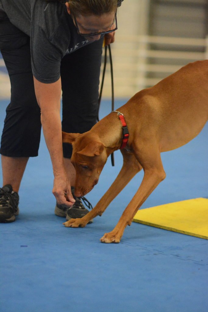 Dog Training Club of Tampa, Inc