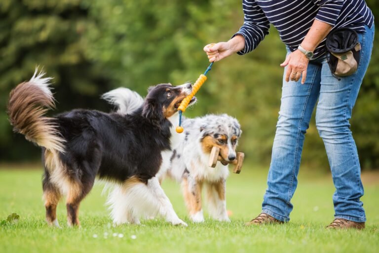 Dog Training