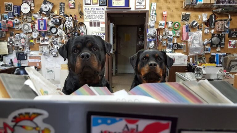 Doggstuff