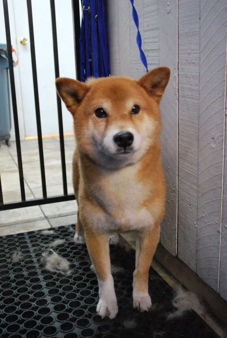 Doggy Daze