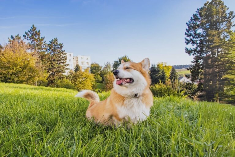 DogsSocial