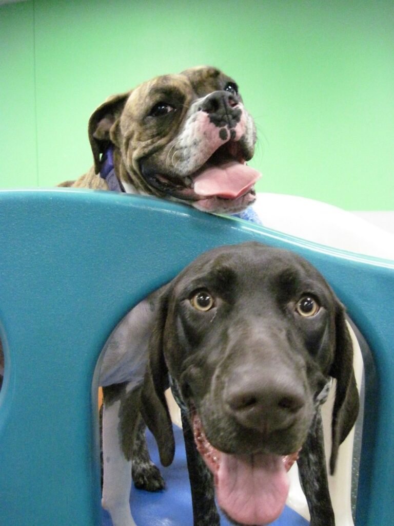 Dogtopia of Austin