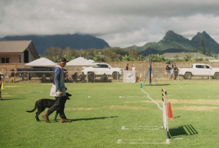 Dusty Dog Training