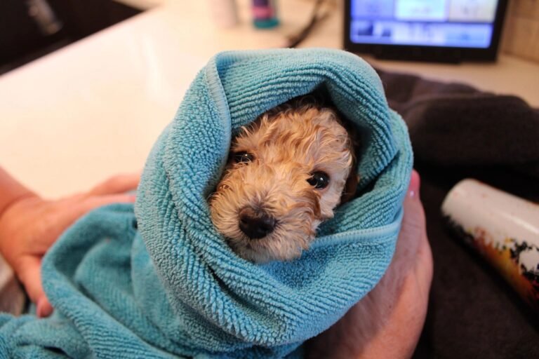 elite pet spa