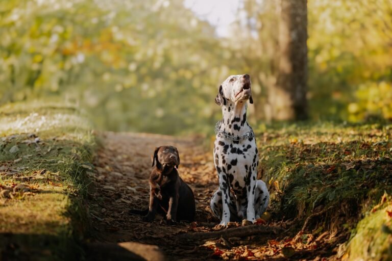 Ellie’s Pet Hotel – Brigham City