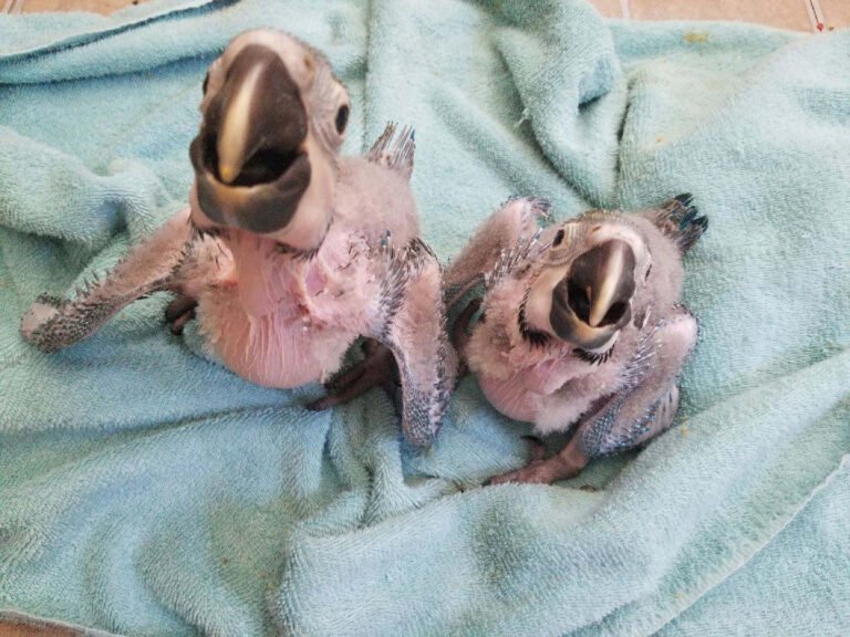 Exotic Pet Birds Inc