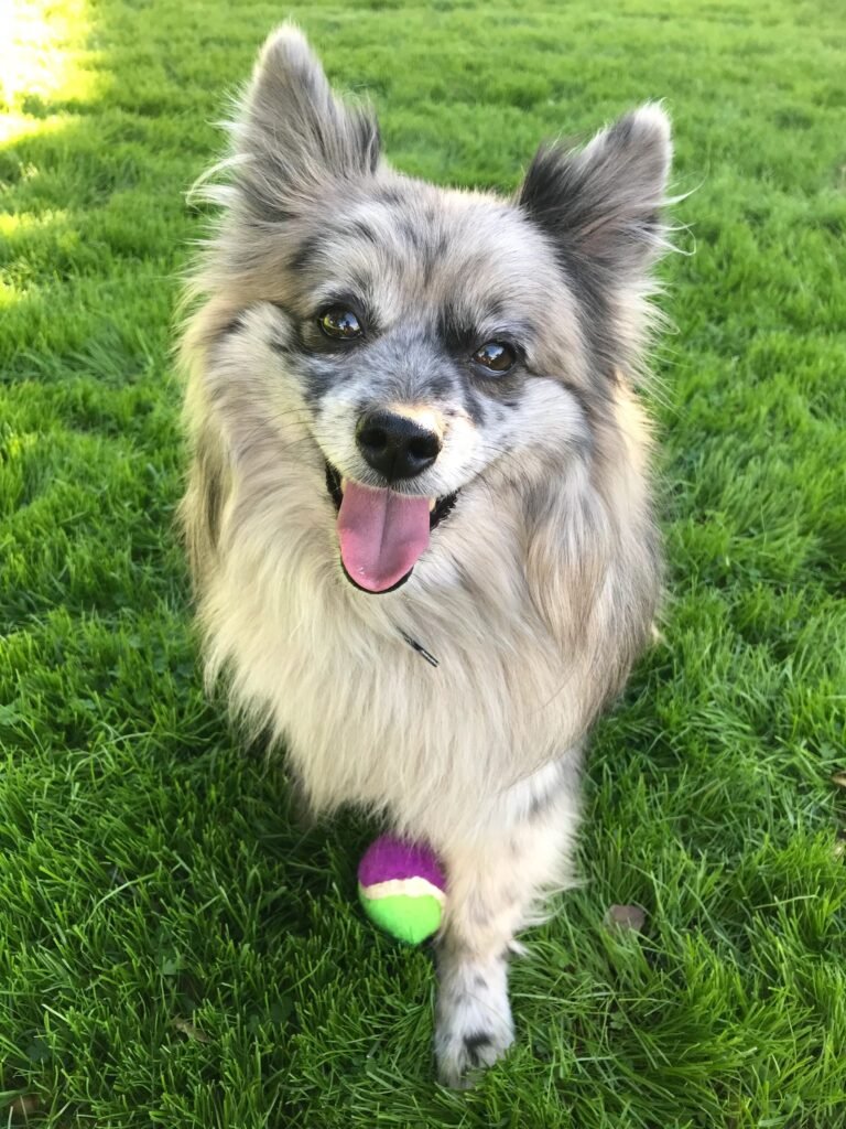 EZDogPark