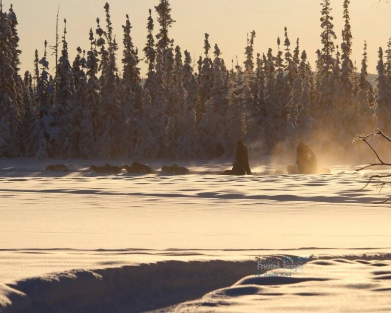 Fairbanks Dogsled rides with Two Rivers Trailblazers LLC