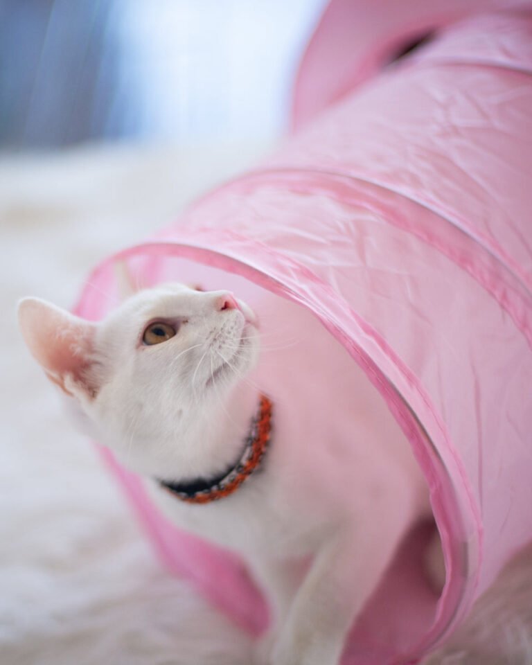 Feline Good Social Club