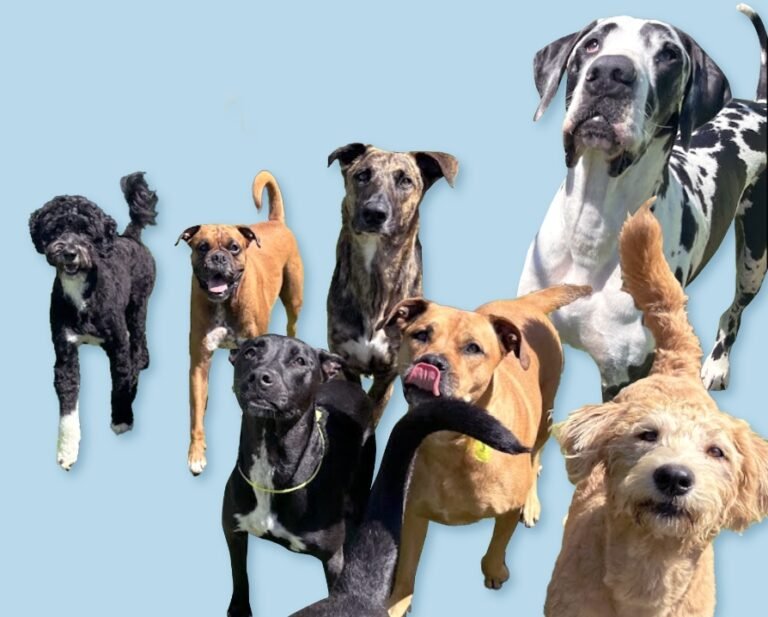 Fon Jon Dog Boarding and Daycare of San Diego