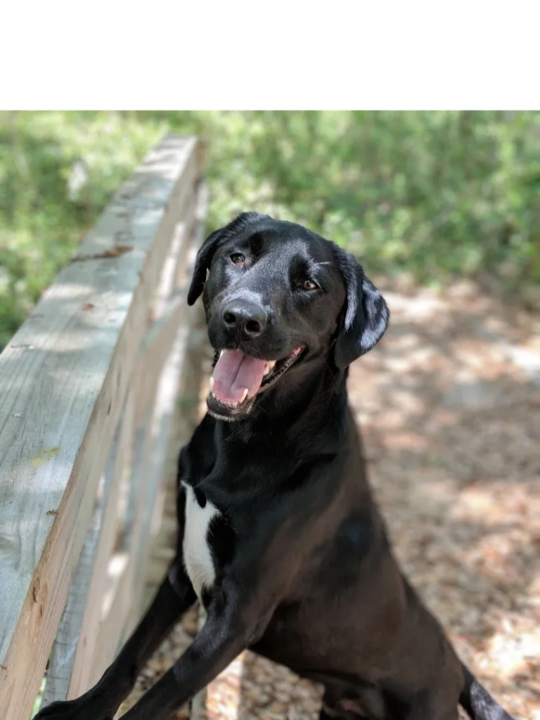 Fox Creek Pet Ranch