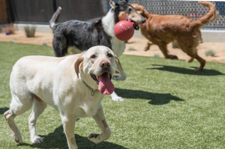Furry Friends Resort