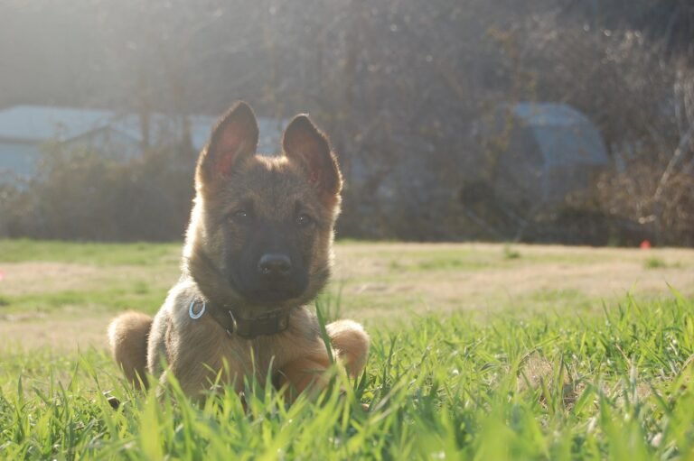 Garden State K9